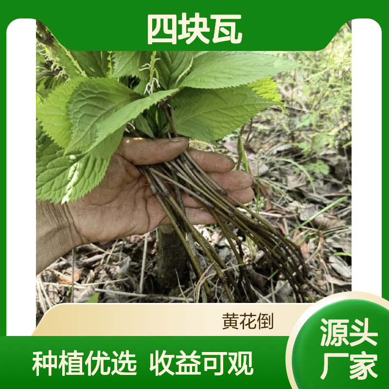 产地一手货源红四块瓦种苗 种植收益好荒山农田均可种植