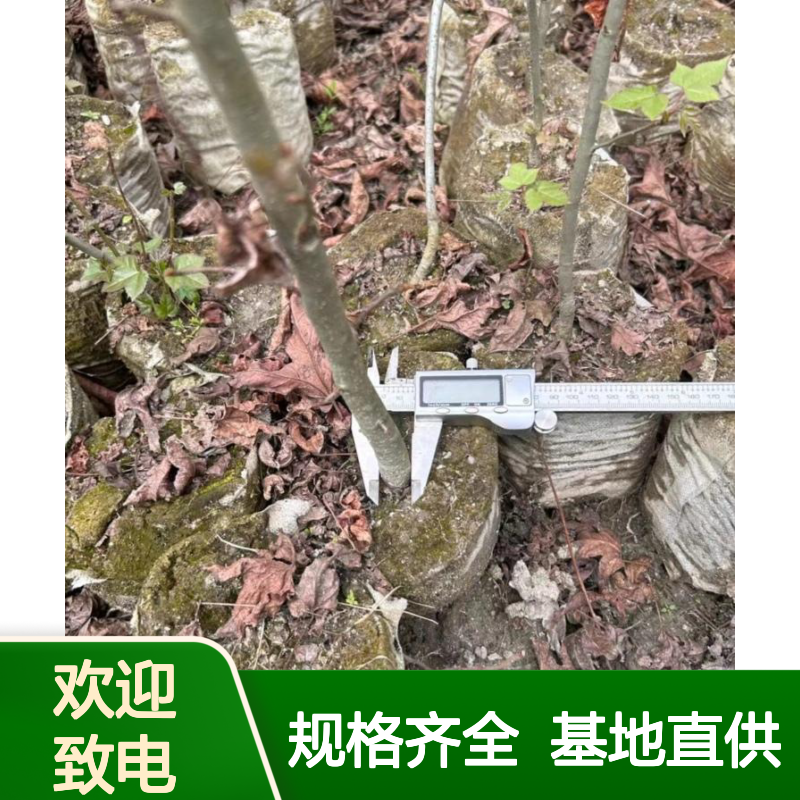 D2-3公分 枫香无纺布大袋苗 基地规模种植苗木 品种规格齐全