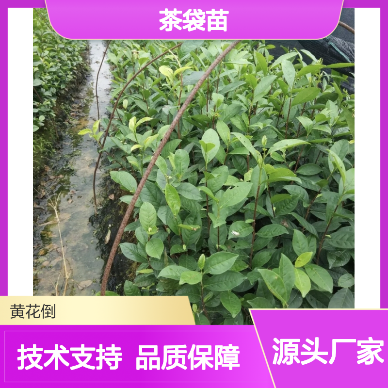 毛蟹茶袋苗 产地一手货源 免费技术 稀有品种 易吸收异味
