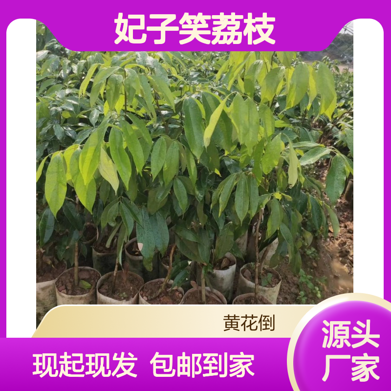 现起现发妃子笑荔枝直生苗 送货上门包邮 欢迎来电洽谈经验分享
