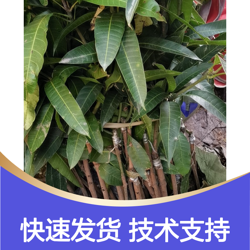 桂热3号芒果直生树苗 当天起苗发货 免费技术 品质优良
