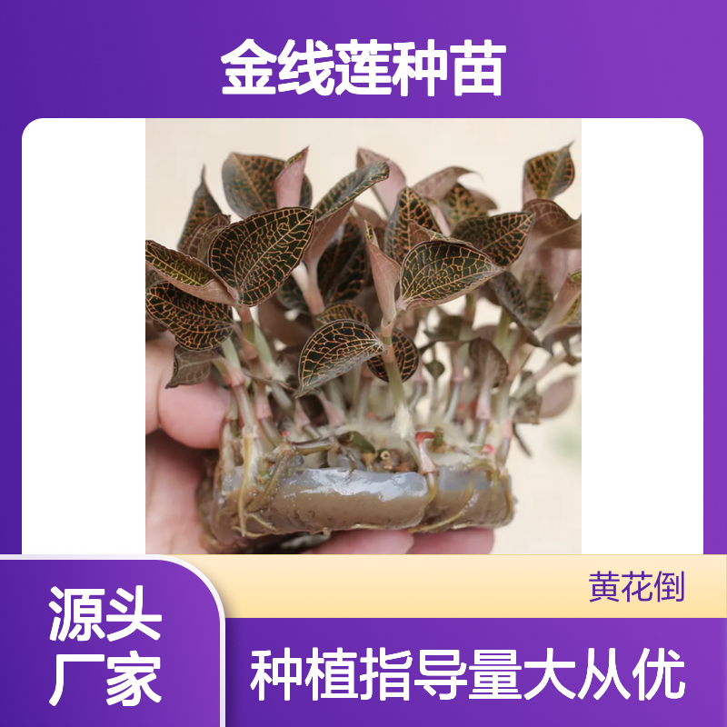 精选金线莲种苗 仿林下栽培 基地直供 品质优良