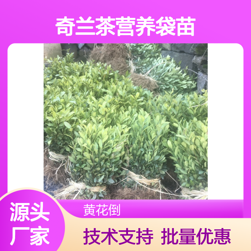 白叶奇兰茶营养袋苗 产地批发 品质优良 种植简单