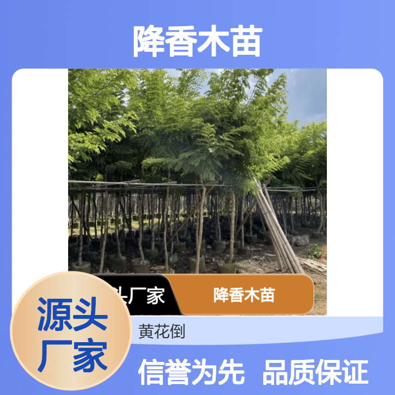 批发降香木苗 黄花梨木源头 纹理细密美感十足