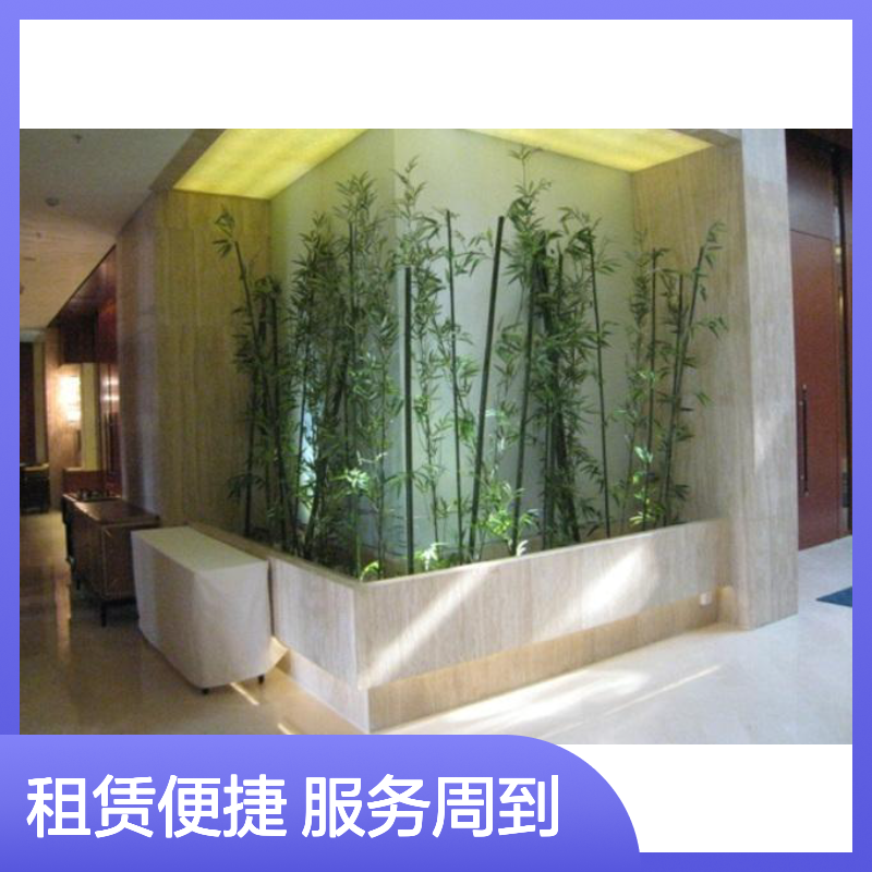 南韵竹风绿化租摆 成活率高 货源充足 品种多样