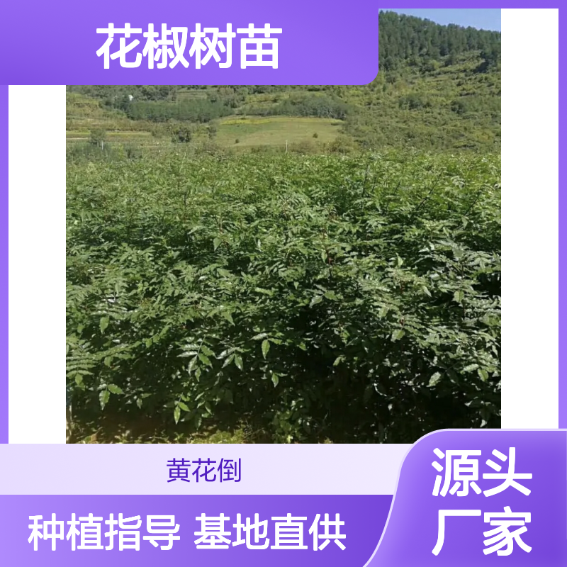 精选花椒树苗 批发种植 园艺优选 生长健壮 高产基础