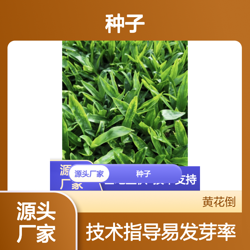 当年新采秦艽种子 自营基地直供 易发芽率高 技术指导