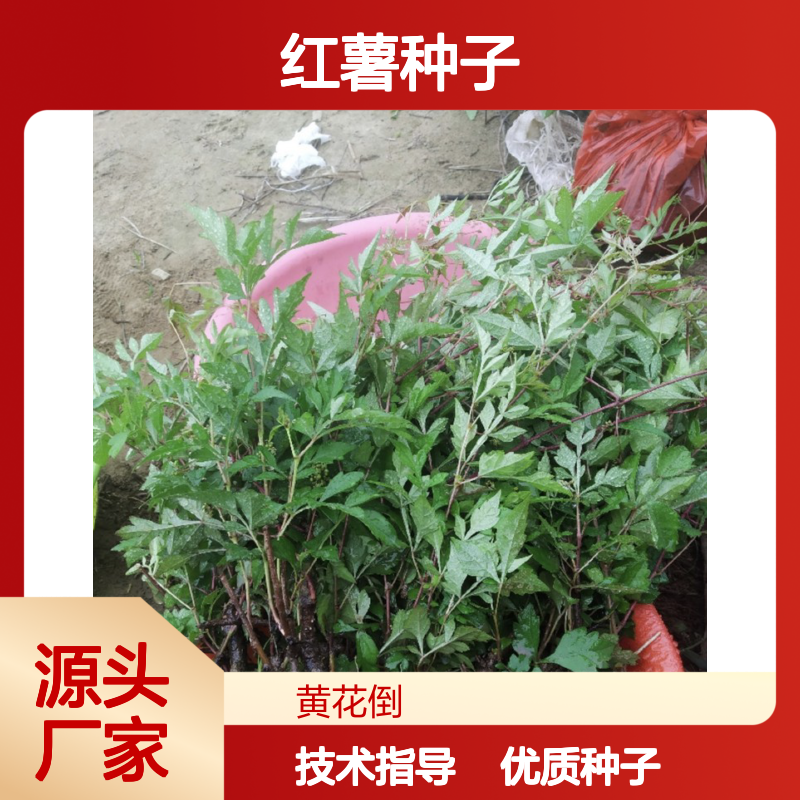 当年新收野红薯种子 产地一手货源免费技术指导