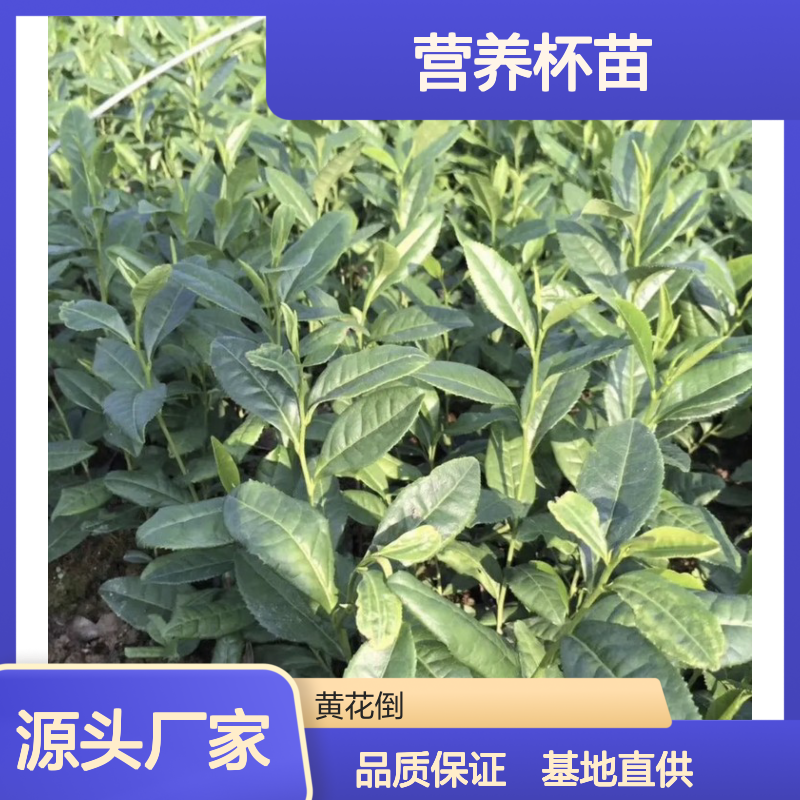 基地直供金冠茶营养杯苗 多年生根系发达成活高规格齐全