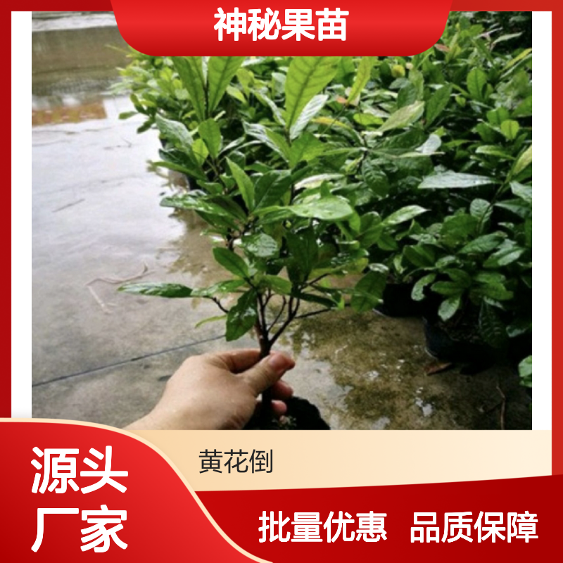 神秘果苗 酸甜可口 观赏食用兼具 易于养护 四季常绿