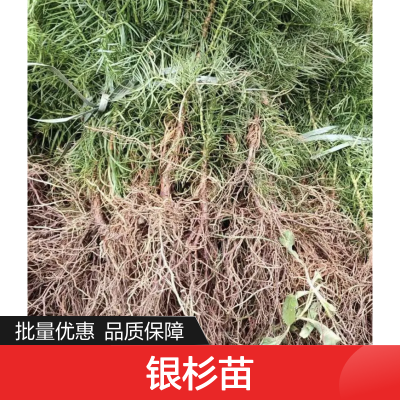 银杉苗基地直供 常绿乔木 批量优惠 生长快速 经济价值高