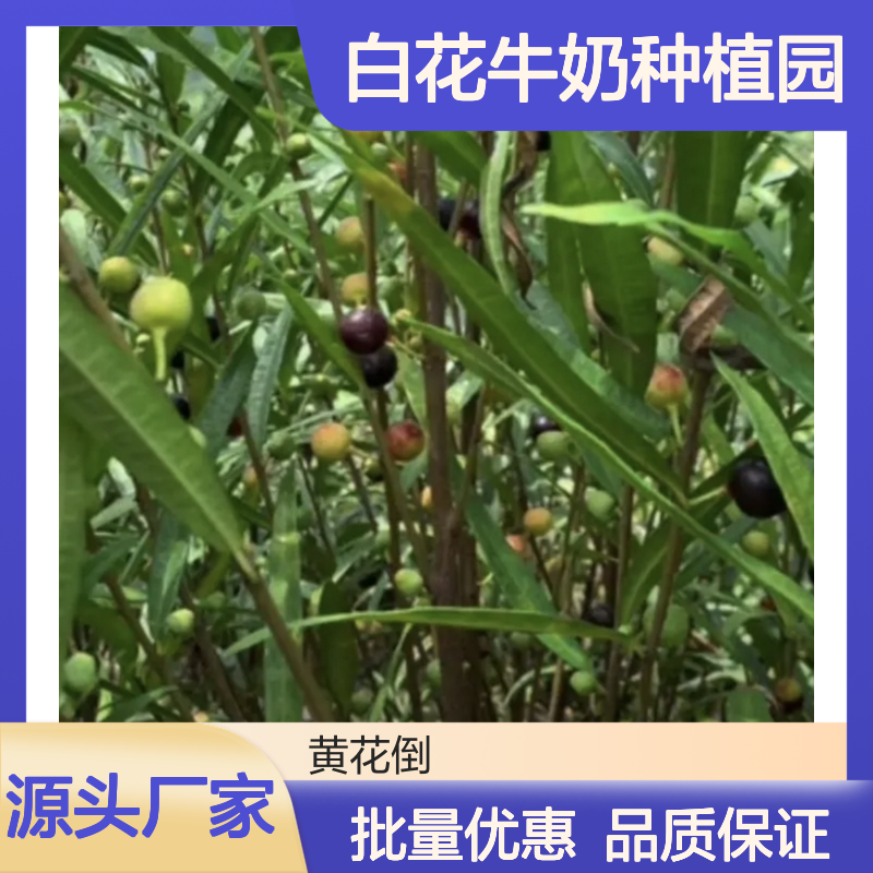 白花牛奶树苗 园林种植优选品种 适应性强 气味浓郁
