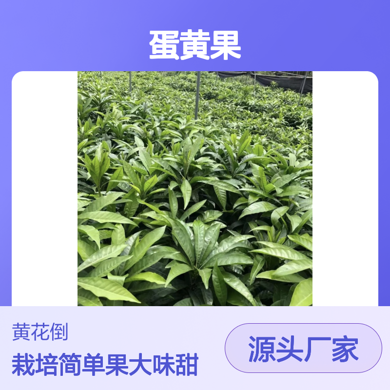 耀堂仙桃蛋黄果 嫁接苗果树苗木 超大个头 栽培简单