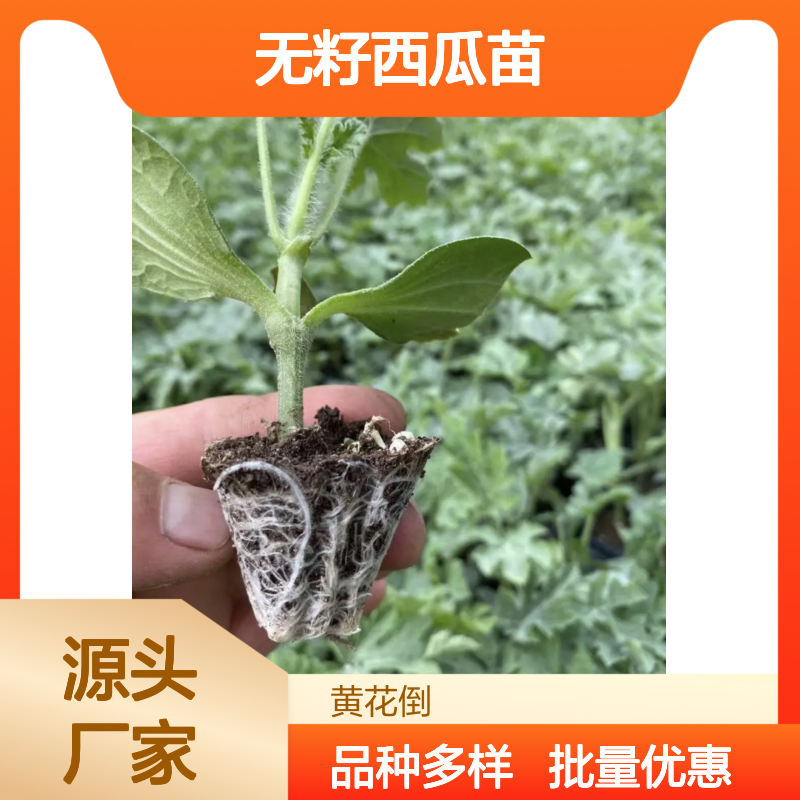 无籽西瓜苗 批发种植 黑金刚品种 肉脆多汁 子少味甜