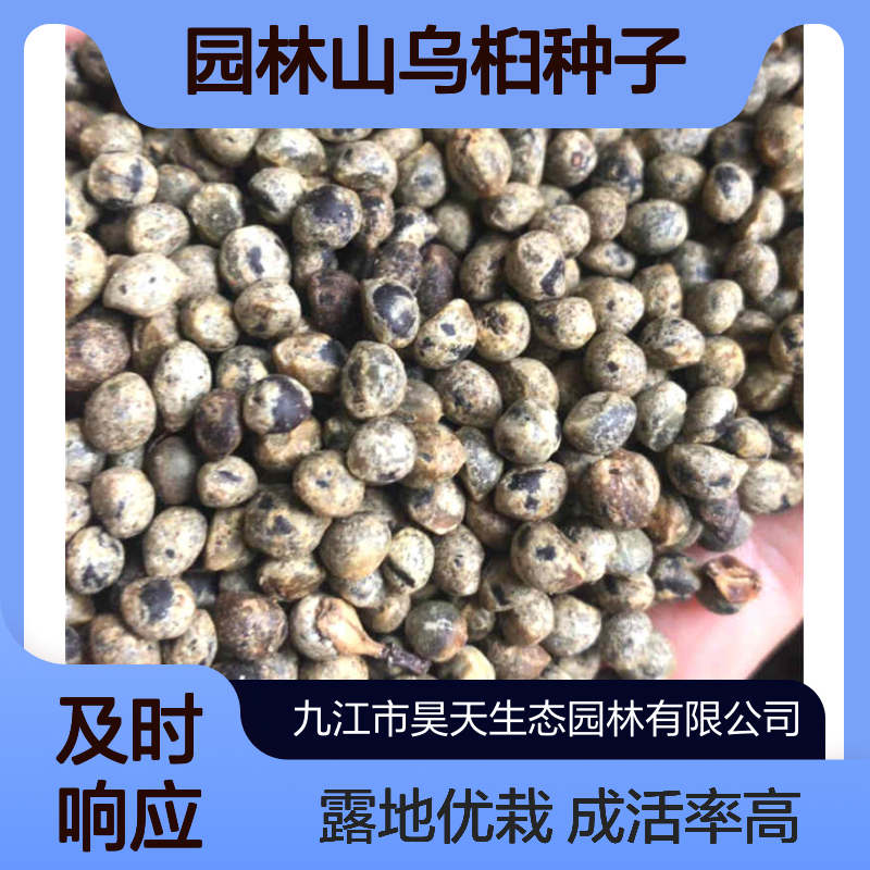 昊天园林山乌桕种子 95%成活率 露地栽培 彩叶树造林优选种苗