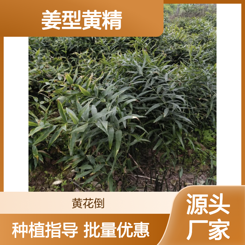 姜型黄精种苗 批发种植园专供 品质优良 喜阴湿环境