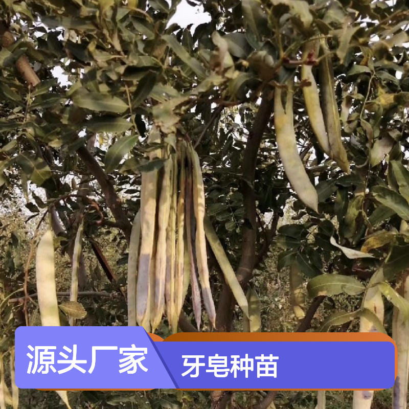 牙皂种苗 耐旱易修剪 园林优选常绿灌木 寿命悠长