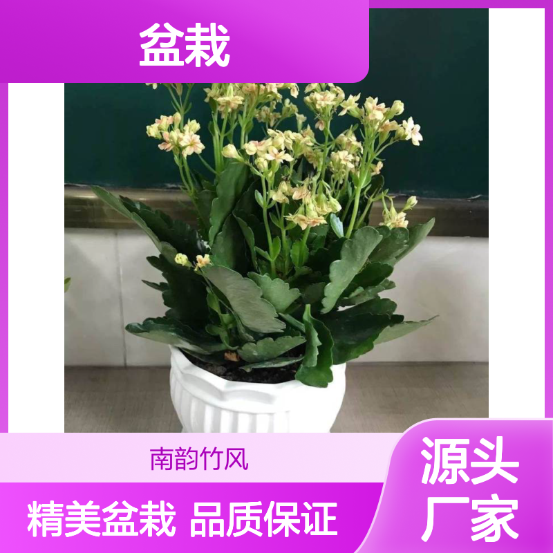 室内绿植精灵 长寿花四季海棠 办公室桌面小盆栽多款可选