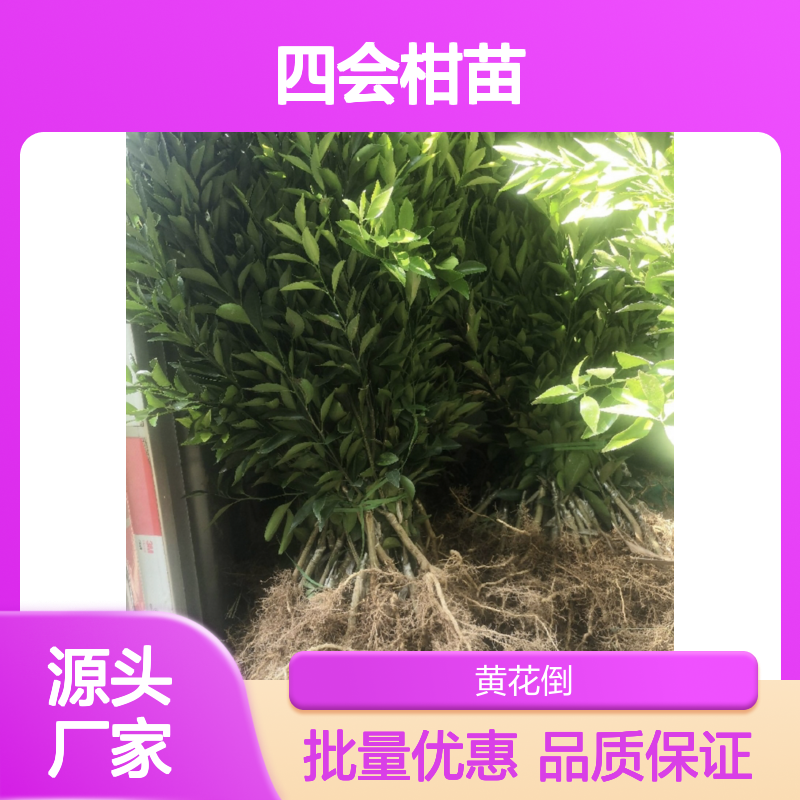 四会柑苗 百亩种植区直供 品质优良 果香浓郁 甜中带酸
