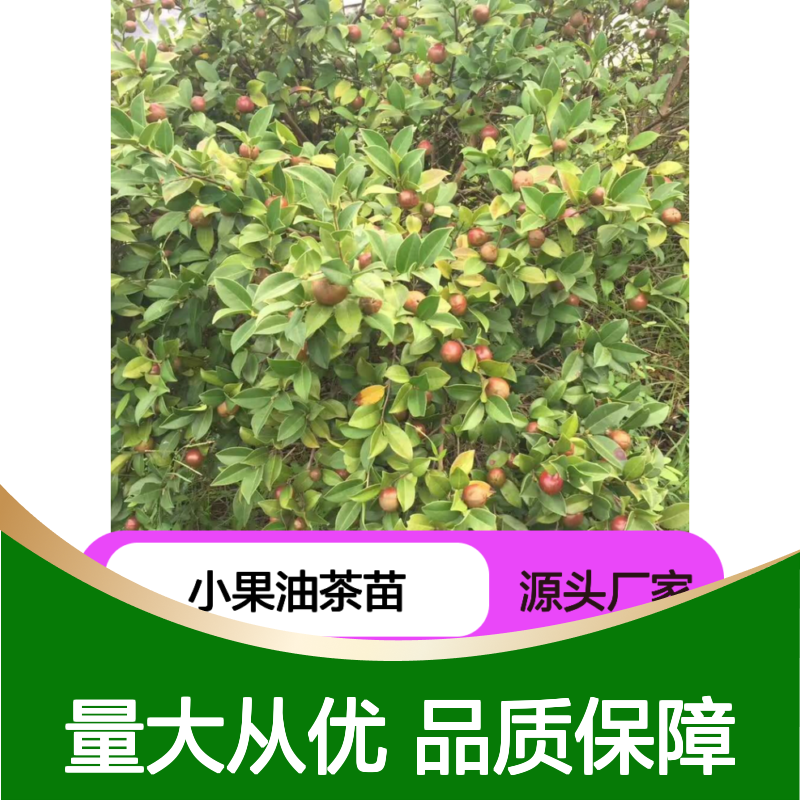 高产嫁接小果油茶苗 果实大 收益高 品种优 营养丰富