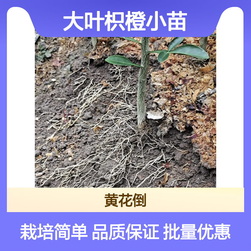 大叶枳橙小苗 杂交品种抗根腐病 耐寒性强 产量相似