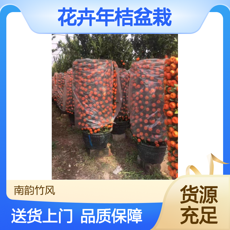 深 圳公司春节桔子盆栽摆放 花卉年桔盆栽送货上门 售后回收一条龙