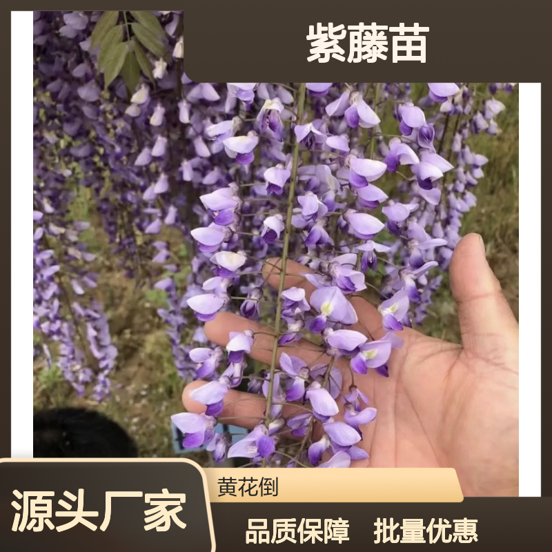 精选紫藤苗 种植区直供 批发零售皆可 品质优良