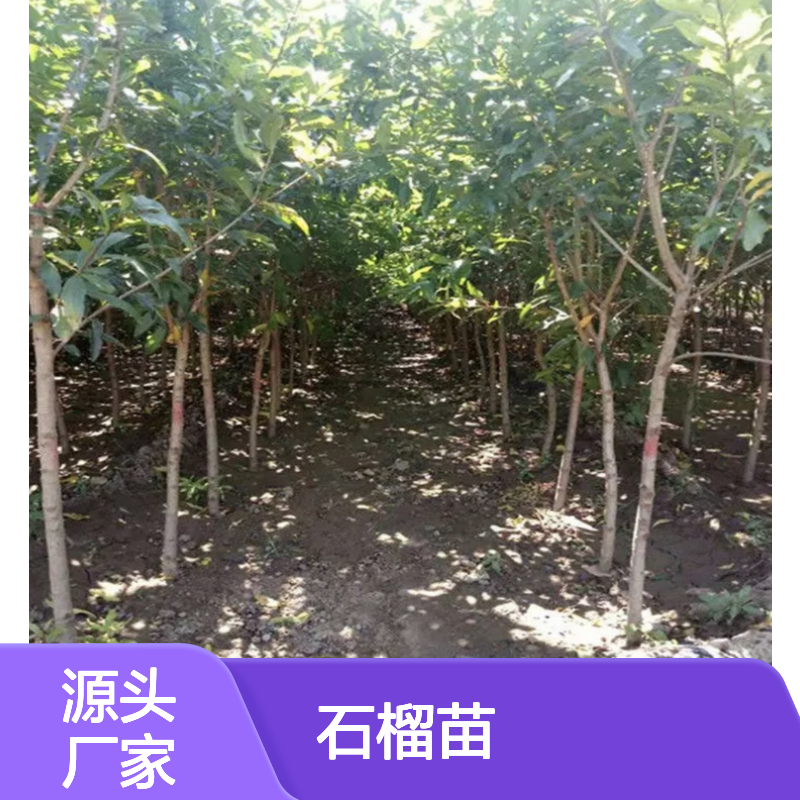 精选石榴苗 观赏食用兼备 基地直供 品种丰富 适应性强