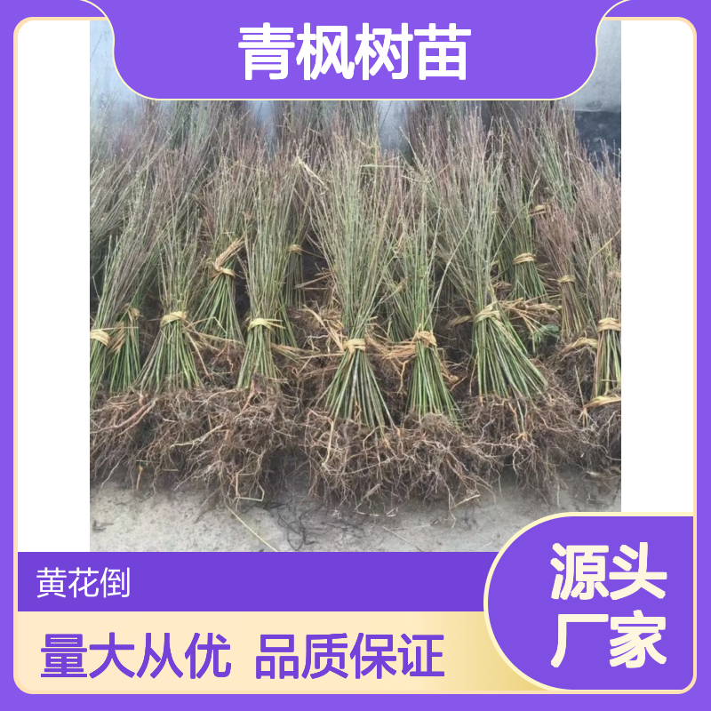 青枫树苗批发 嫁接红枫砧木 高价值树种 叶形美观