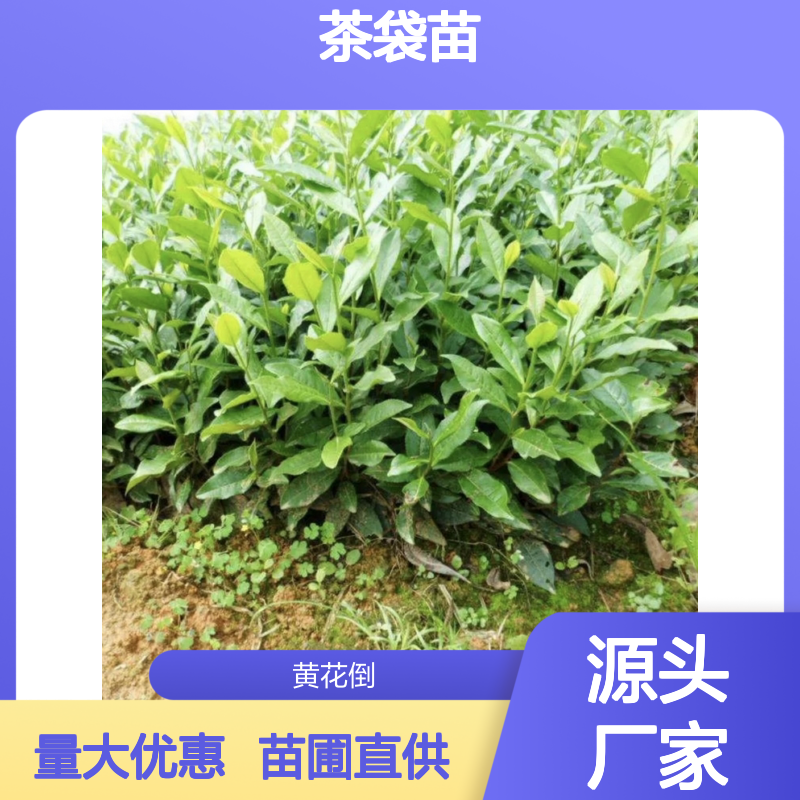 苗木合作社自营福云6号茶袋苗 苗圃产地直供品质保证种植技术分享