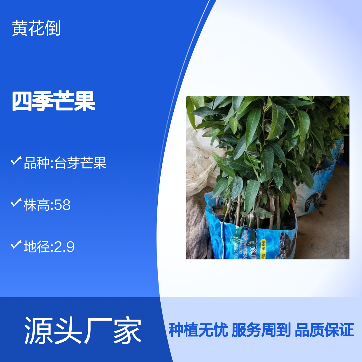 四季芒果实生苗 基地直供 技术免费 成活率高 口感特佳