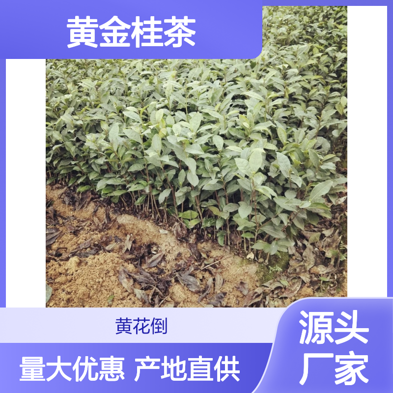 产地直供黄金桂茶小杯苗 购买数量达到要求全国专线车直达送货