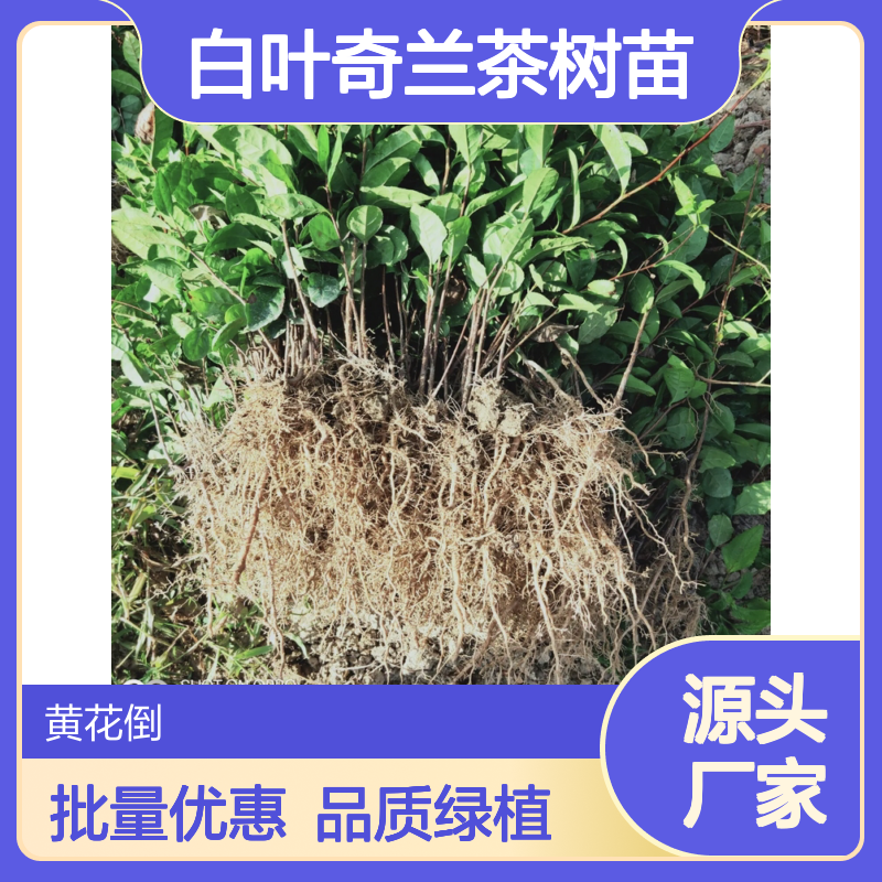 批发白叶奇兰茶苗 百亩基地 鲜活绿植 品质优良