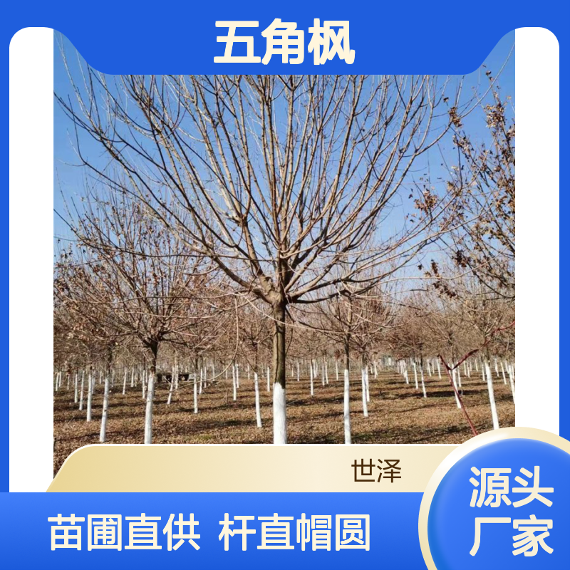 原生 丛生 元宝枫 五角枫 8 10 12公分 杆直帽圆 苗圃好货