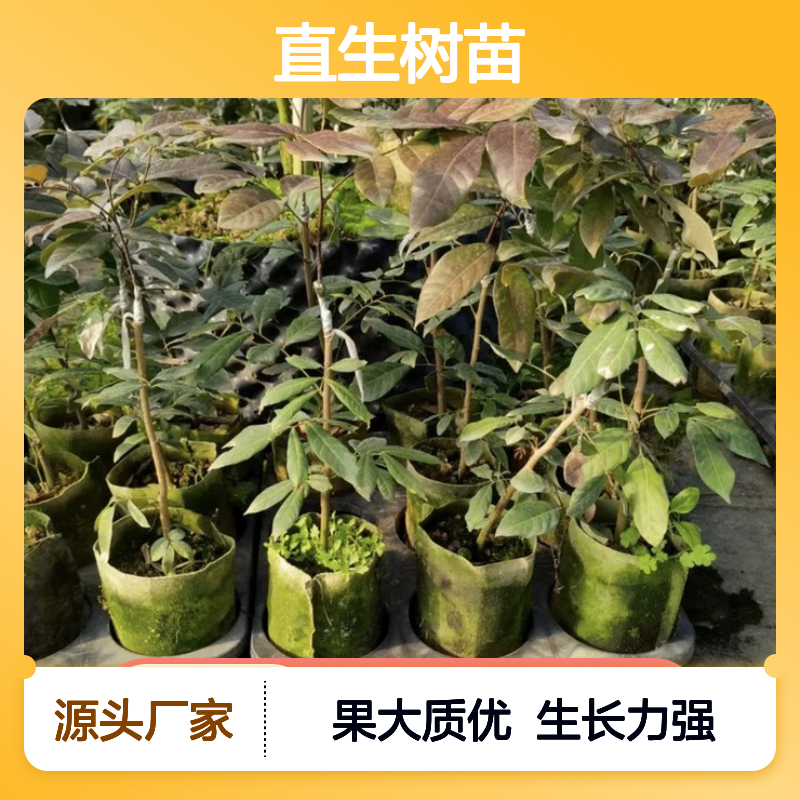 产地批发龙眼直生树苗 种植成本低可控 荒山农田均可种植