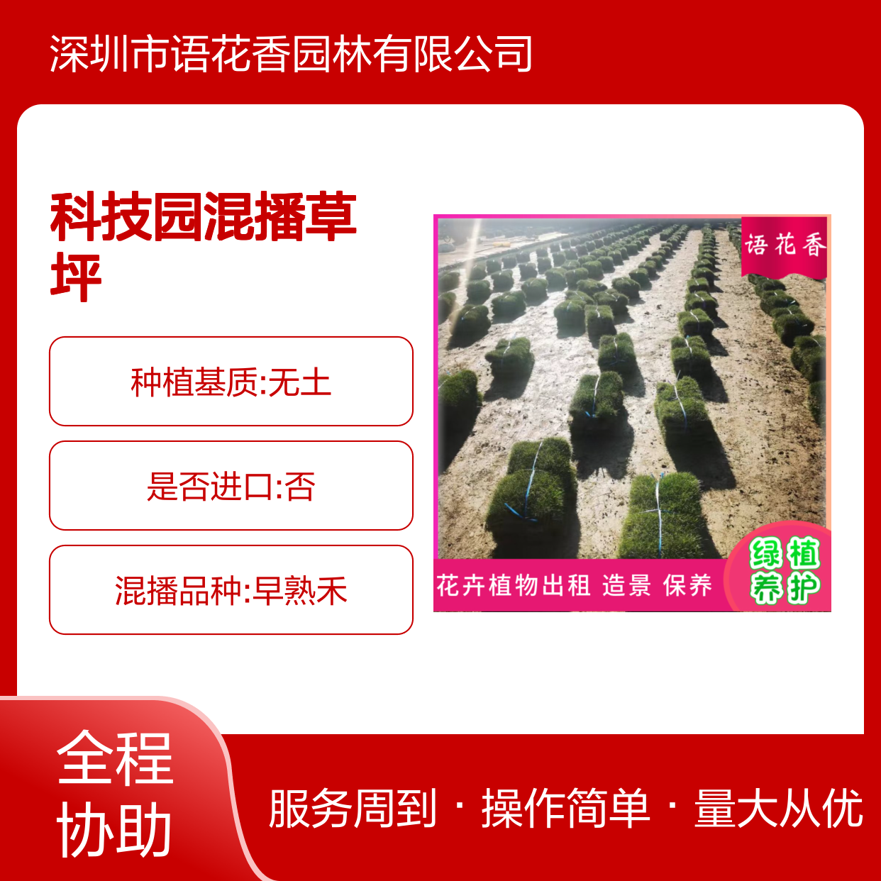科技园混播草坪 四季常青马尼拉草皮 室外花园固土绿化优选