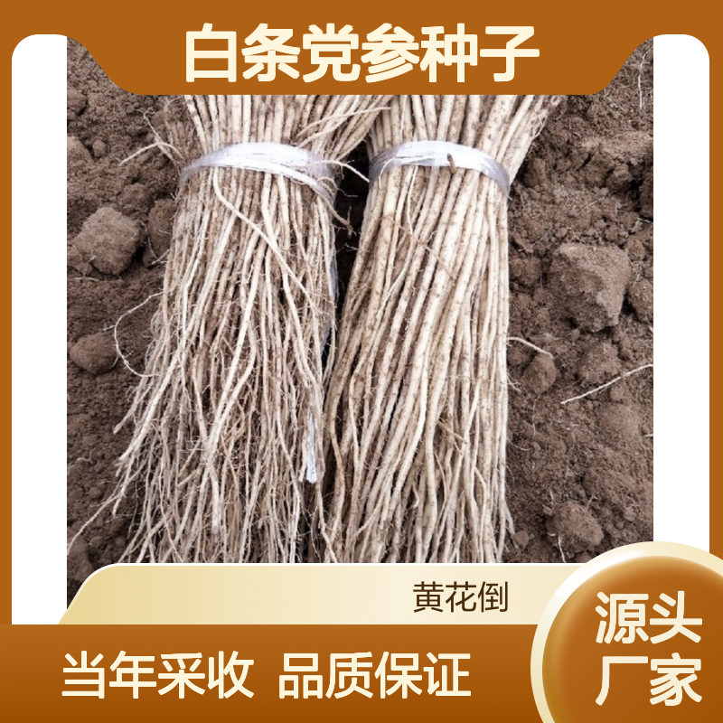 当年采收白条党参种子 自营基地免费技术指导