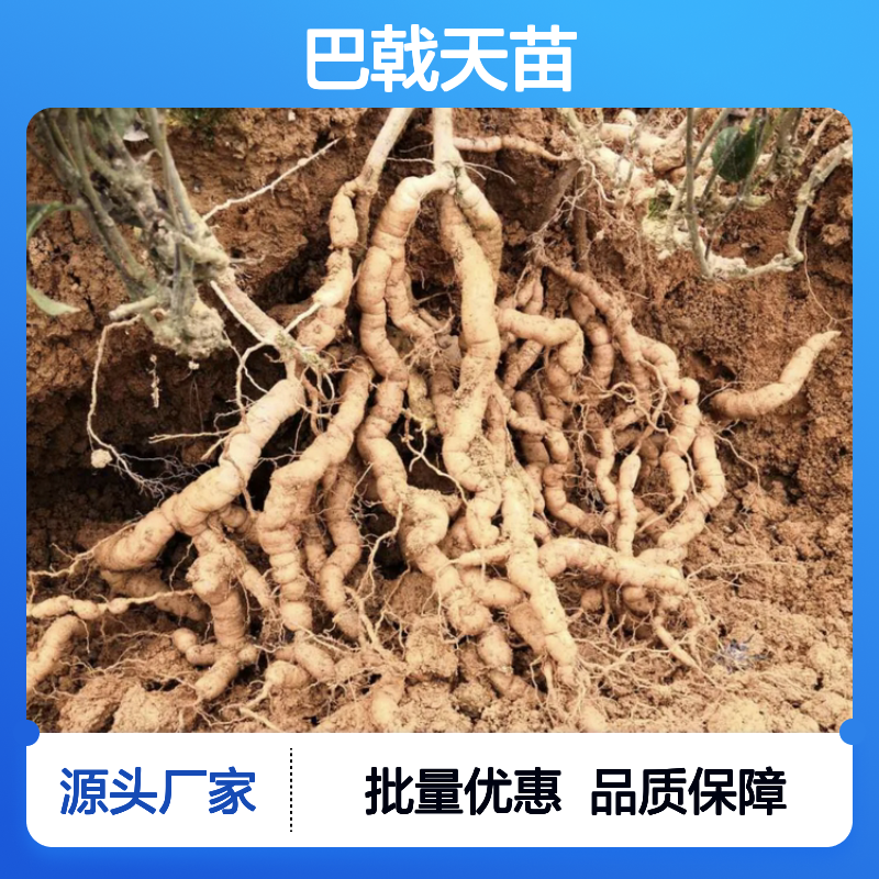 巴戟天苗基地直供 良种苗批发 适应性强 易于栽培