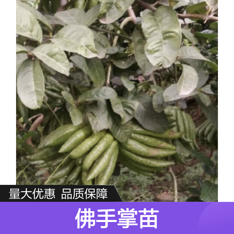 佛手掌苗百亩种植 基地直供批发 高产稳定 芳香四溢