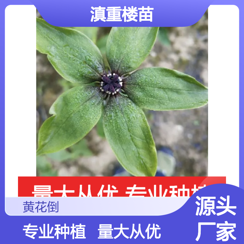 滇重楼苗 批发名贵药材 种植技术指导 品质保证