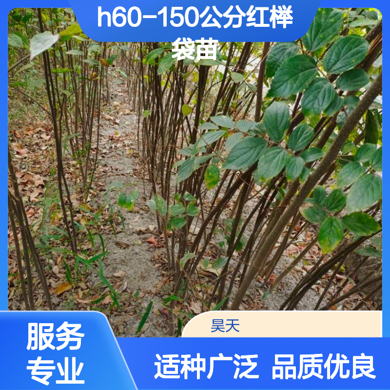 昊天园林1-2年榉树苗 H60-150公分红榉袋苗 长江流域适种种苗