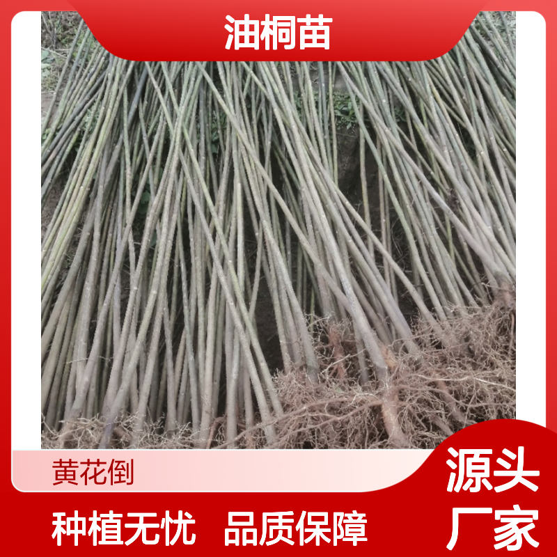 油桐百亩园 优质油桐苗 基地直供 丰产前景 精心抚育