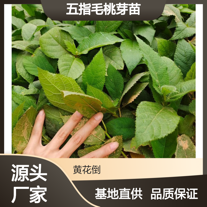 基地直供五指毛桃芽苗 多年生根系发达 成活高规格齐全