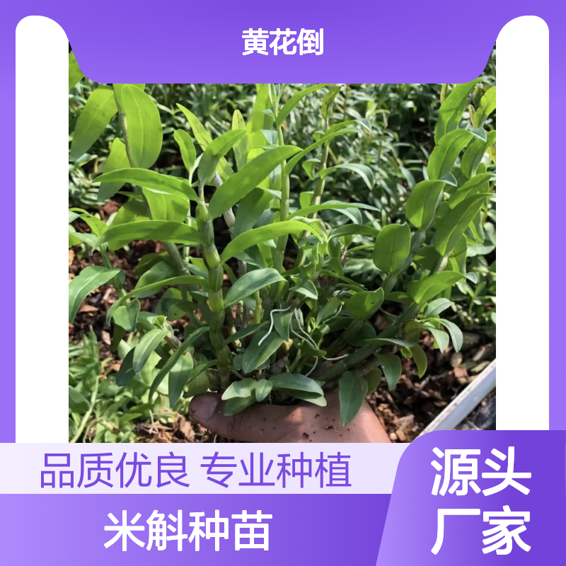 米斛种苗 基地直供 移栽指导 高成活率 适应性强