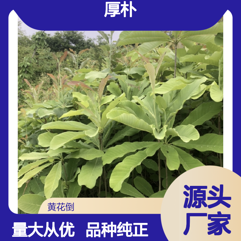 优质厚朴种苗 种植基地批发 生长迅速 环境适应