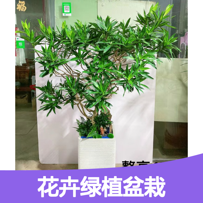花卉绿植盆栽 租赁服务 成活率高 品种多样 售后完善