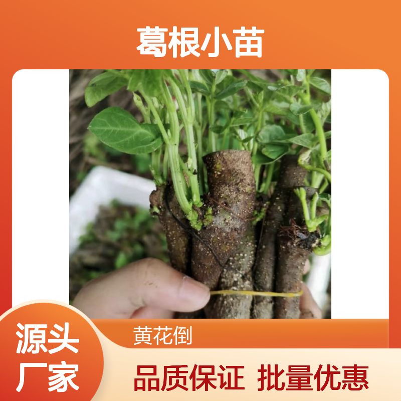 精选葛根小苗 园林种植优选 产地直发 广泛适应