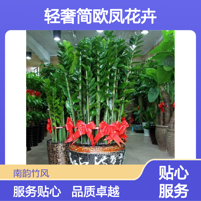 深 圳宝 安金钱树盆栽 老桩造型绿植 轻奢简欧凤花卉 南韵竹风 实体花店