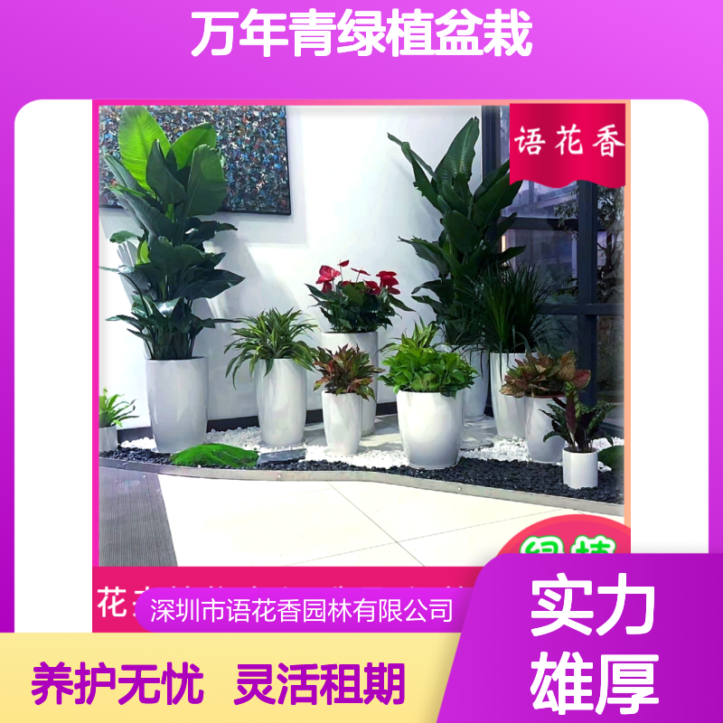 福田办公室绿植盆栽 万年青红掌组合 大型活动短期租摆服务