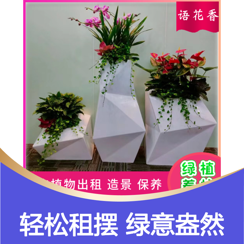 虎皮兰盆栽组合绿植花卉租赁 长期短期租摆 免费上门养护